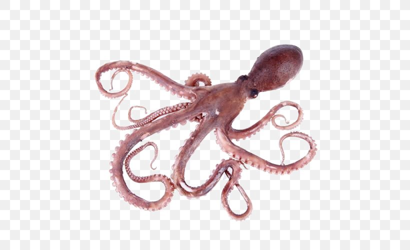 Octopus Stock Photography IStock Royalty-free Seafood, PNG, 500x500px, Octopus, Cephalopod, Common Octopus, Dreamstime, Fish Download Free
