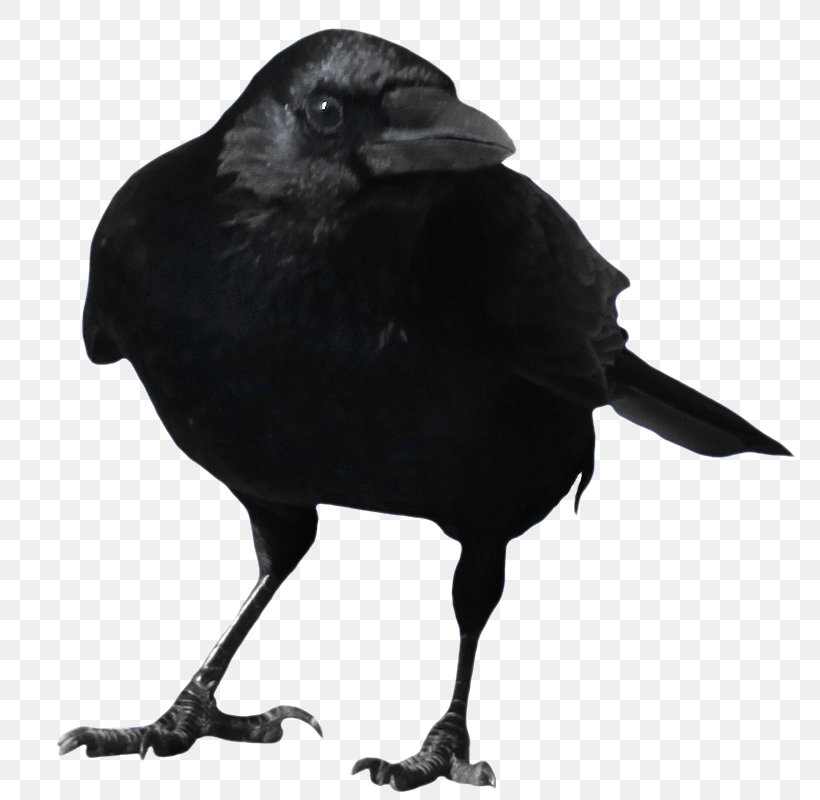 Crow Clip Art, PNG, 800x800px, Crow, American Crow, Beak, Bird, Black And White Download Free