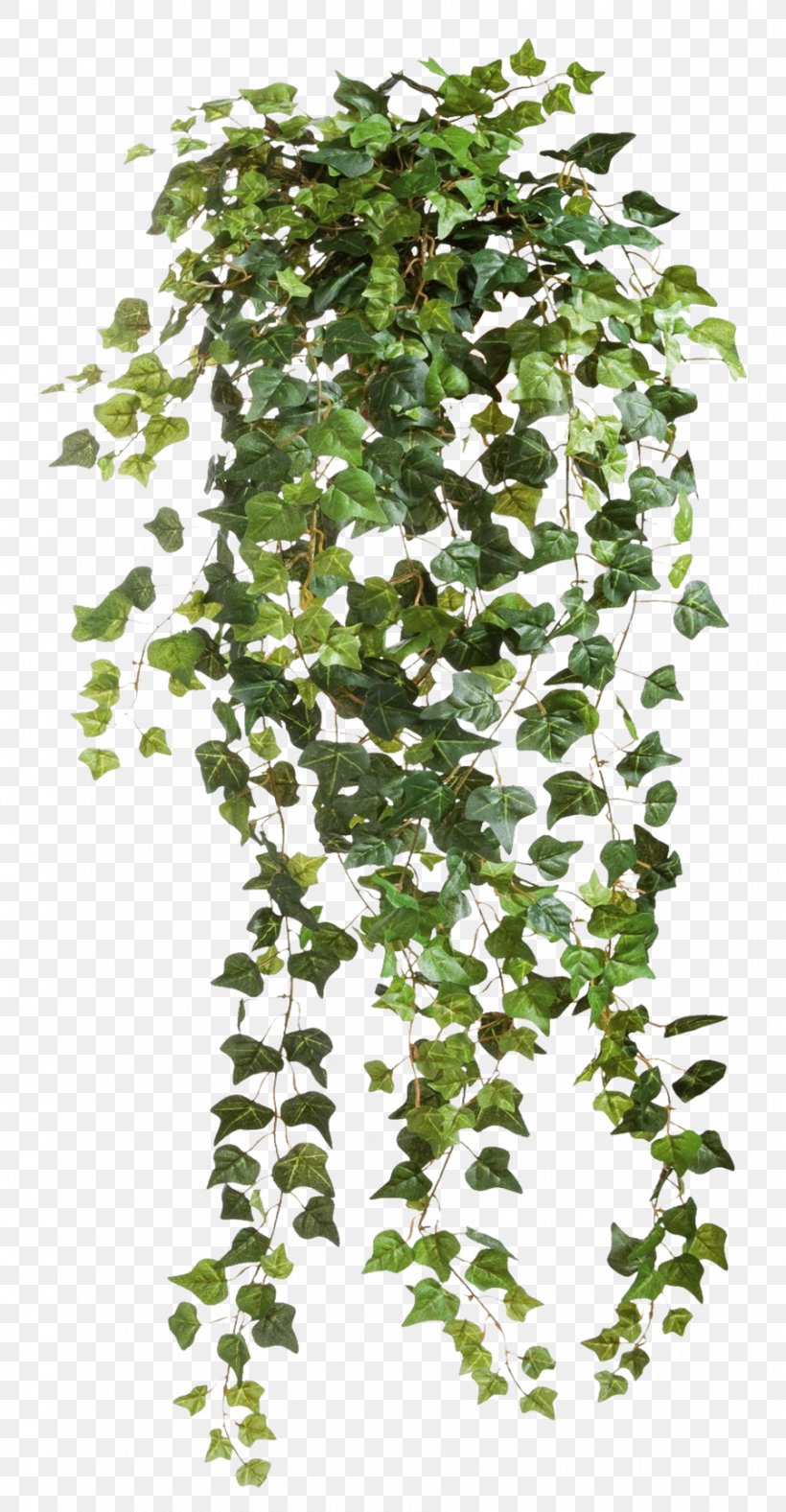 Ivy Plant Clip Art, PNG, 900x1731px, Ivy, Branch, Flowering Plant, Internet Media Type, Ivy Family Download Free
