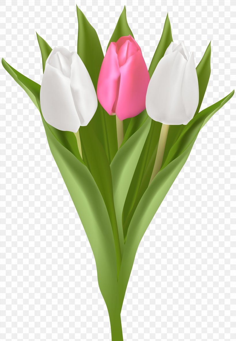 Tulip Flower Bouquet Clip Art, PNG, 5523x8000px, Tulip, Cut Flowers, Daffodil, Digital Image, Flower Download Free
