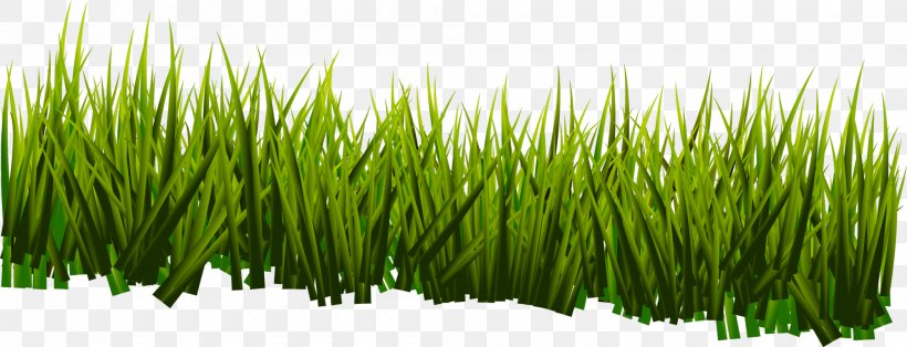 Vetiver Sweet Grass Commodity Wheatgrass Plant Stem, PNG, 2000x766px, Vetiver, Chrysopogon, Chrysopogon Zizanioides, Commodity, Grass Download Free