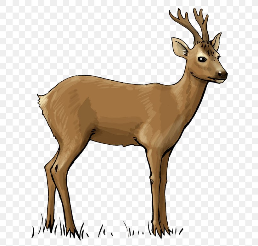 White-tailed Deer Deer Hunting Clip Art, PNG, 738x784px, Deer, Antelope, Antler, Deer Hunting, Drawing Download Free