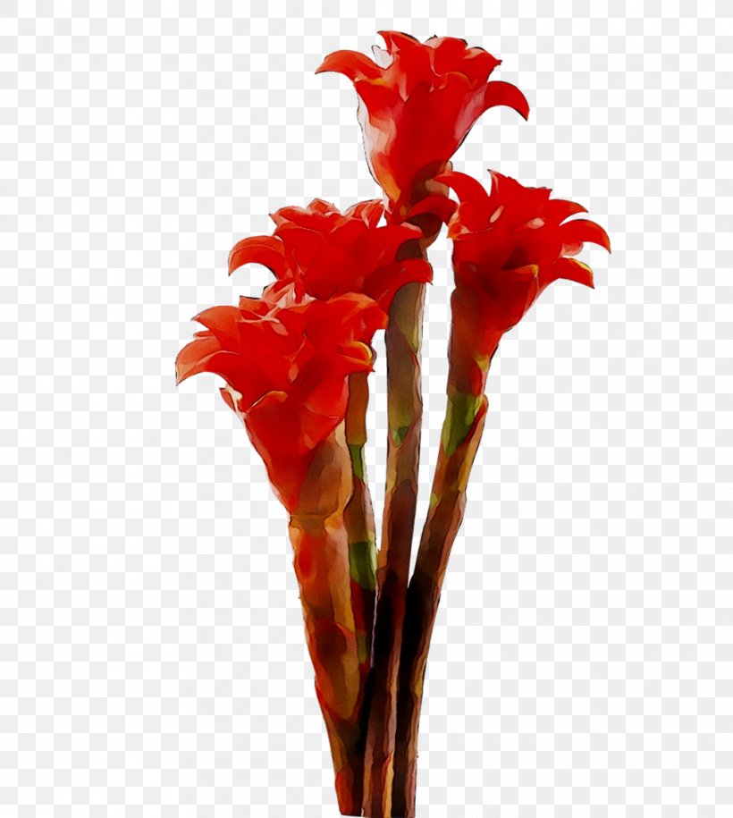 Canna Cut Flowers Gladiolus Plant Stem, PNG, 1009x1127px, Canna, Botany, Cut Flowers, Flower, Flowering Plant Download Free