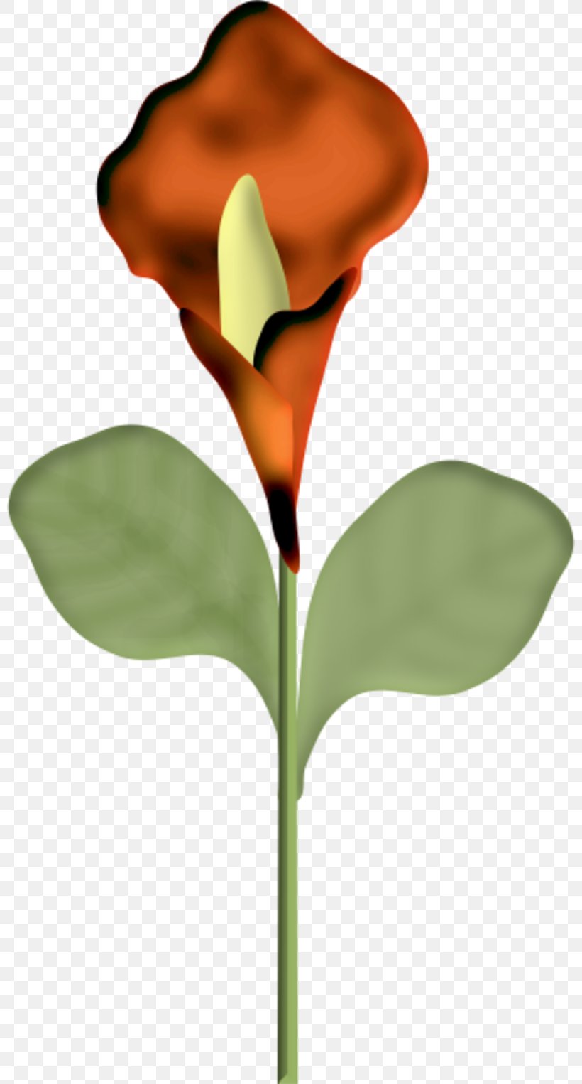 Flower Bayan Mod Petal Plant Stem, PNG, 800x1525px, 4 May, Flower, Arum, Bayan Mod, Blog Download Free