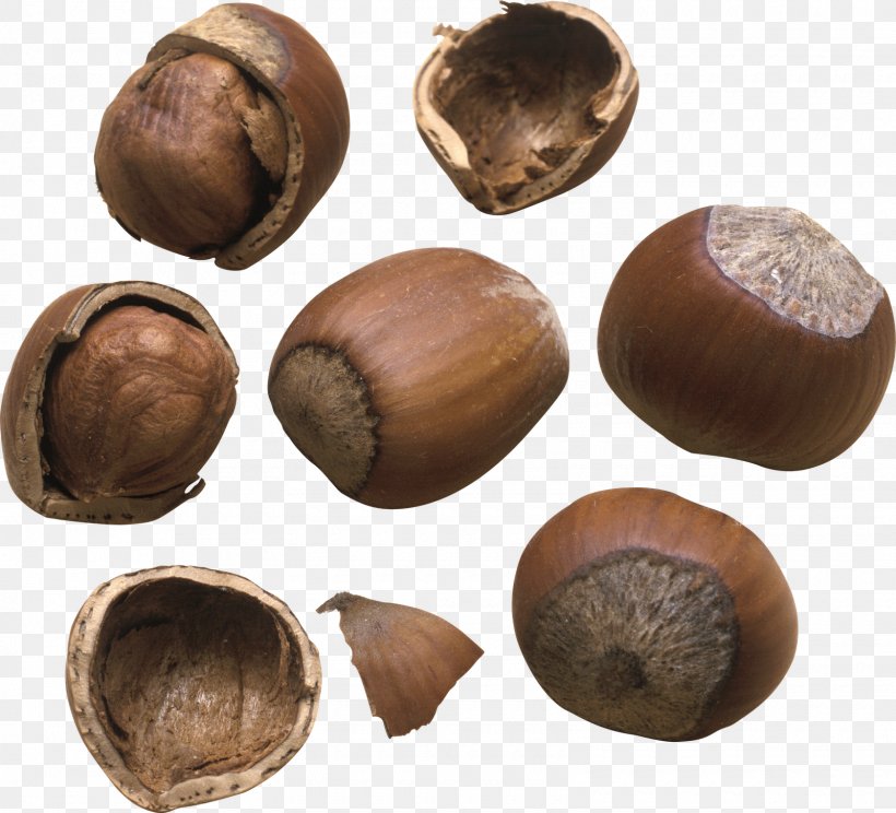 Hazelnut Nuts Walnut Auglis, PNG, 1600x1453px, Hazelnut, Almond, Auglis, Chestnut, Dried Fruit Download Free