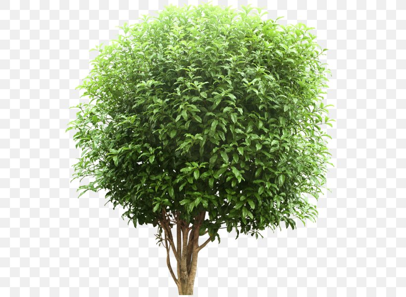 Tree Download, PNG, 576x600px, 2d Computer Graphics, Tree, Data, Evergreen, Flowerpot Download Free