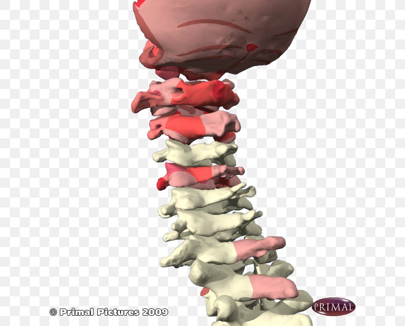 Facet Joint Cervical Vertebrae Lumbar Vertebrae Vertebral Column, PNG, 660x660px, Facet Joint, Back Pain, Cartilage, Cervical Vertebrae, Christmas Download Free