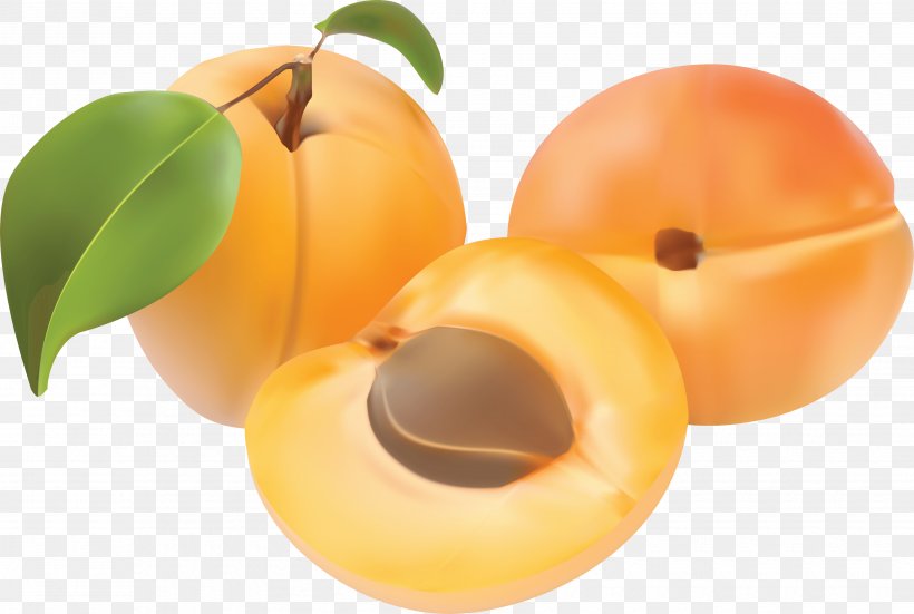 Peach Apricot Clip Art, PNG, 3510x2360px, Nectarine, Apricot, Diet Food, Drawing, Food Download Free
