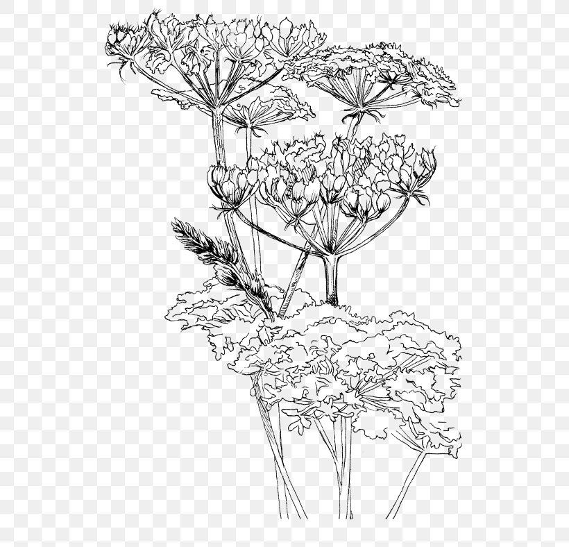 Twig Drawing Hogweed Leaf Sketch, PNG, 571x788px, Twig, Artwork, Black And White, Botanical Illustration, Botany Download Free