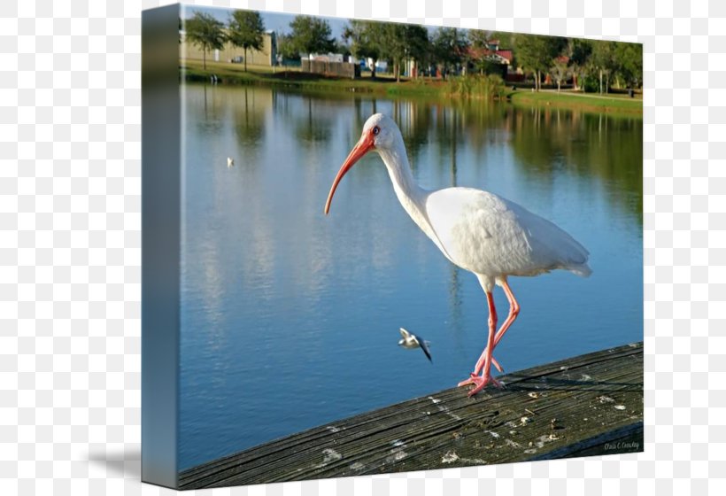 White Stork Ibis Pond Beak, PNG, 650x560px, White Stork, Beak, Bird, Ciconiiformes, Crane Download Free