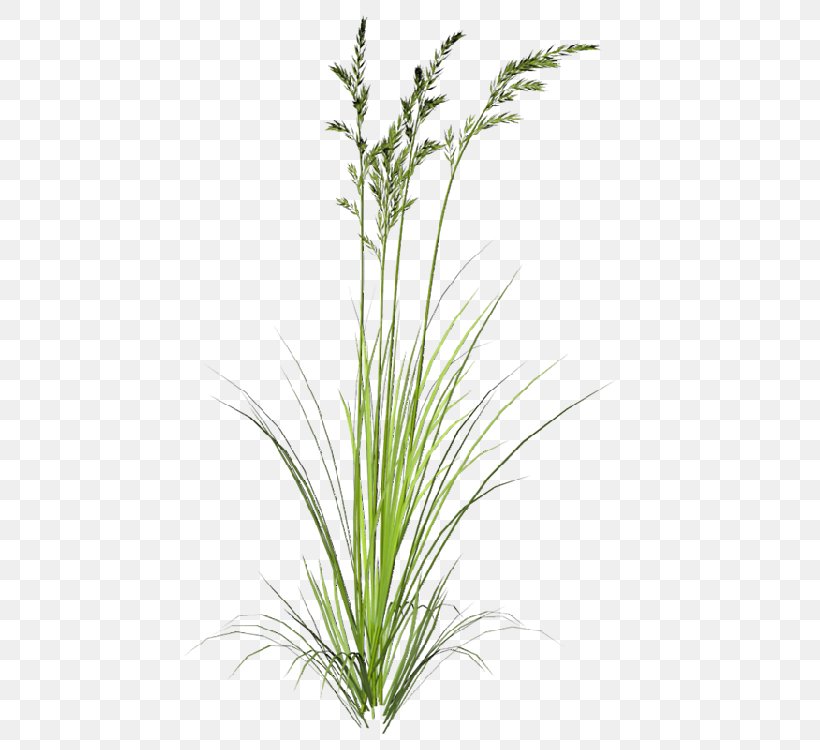 Clip Art Indiangrass Image Sorghastrum, PNG, 529x750px, Ornamental Grass, Chrysopogon Zizanioides, Drawing, Grass, Grass Family Download Free