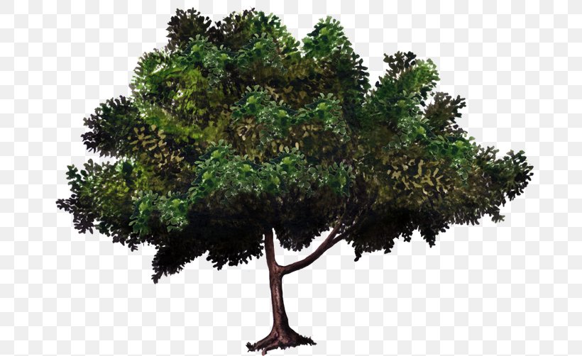 Zelkova Serrata Tree Bonsai Evergreen Woody Plant, PNG, 750x502px, Zelkova Serrata, Bonsai, Branch, Crown, Evergreen Download Free