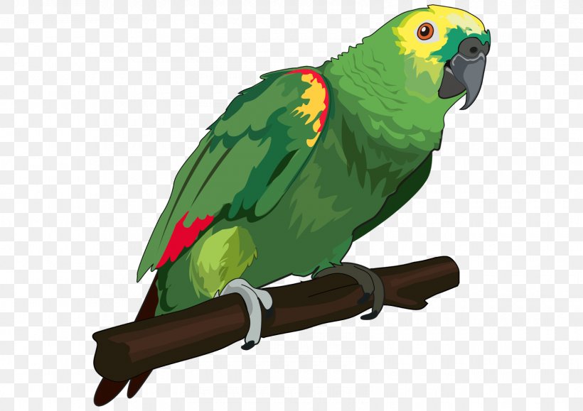 Bird True Parrot Vertebrate Animal Color, PNG, 1600x1131px, Bird, Animal, Beak, Budgerigar, Color Download Free