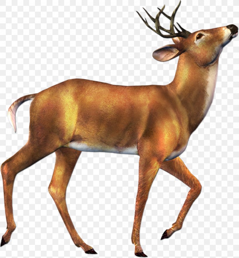 Reindeer White-tailed Deer Musk Deer Red Deer, PNG, 1000x1080px, Deer, Animal, Animal Figure, Antelope, Antler Download Free