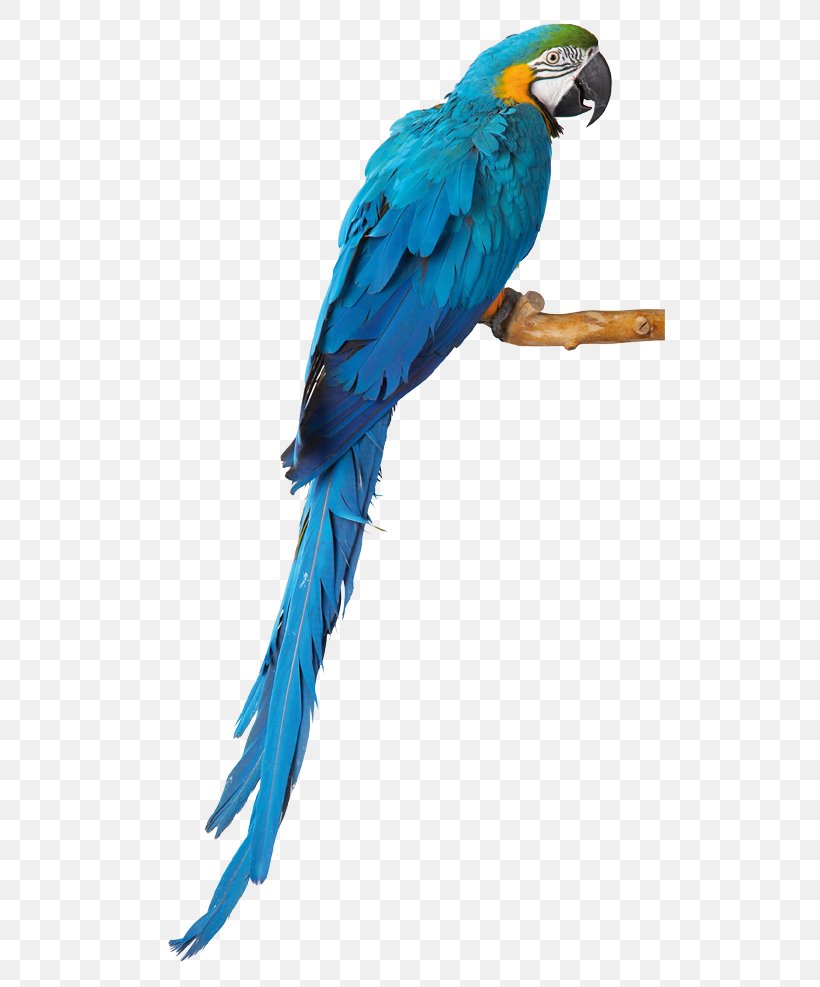 Budgerigar Parrot Macaw Lovebird Parakeet, PNG, 510x987px, Budgerigar, Beak, Bird, Blueandyellow Macaw, Common Pet Parakeet Download Free