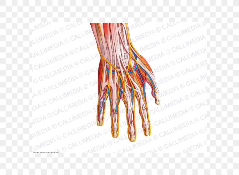 Finger Blood Vessel Nerve Muscle Hand, PNG, 600x600px, Watercolor, Cartoon, Flower, Frame, Heart Download Free