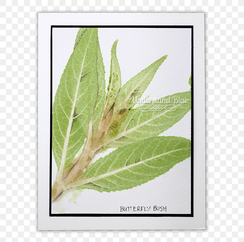 Leaf Plant Stem Herb, PNG, 650x815px, Leaf, Herb, Plant, Plant Stem Download Free