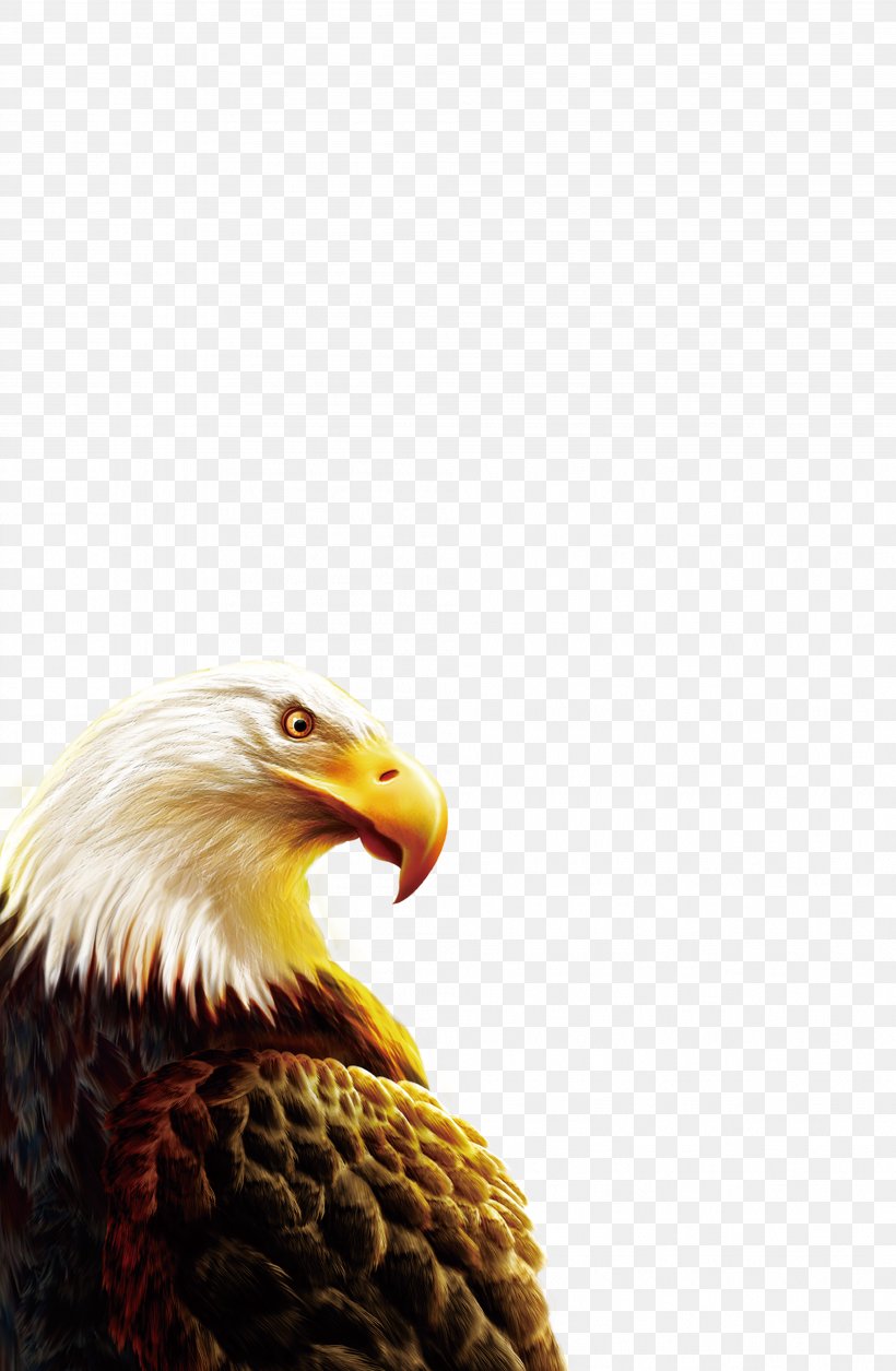 Eagle Clip Art, PNG, 4024x6159px, Eagle, Accipitriformes, Android, Animation, Bald Eagle Download Free