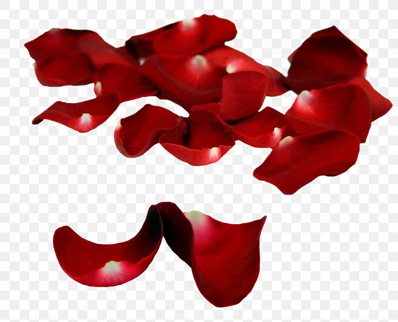 Petal Garden Roses, PNG, 3248x2637px, Petal, Baner, Cut Flowers, Data, Data Compression Download Free