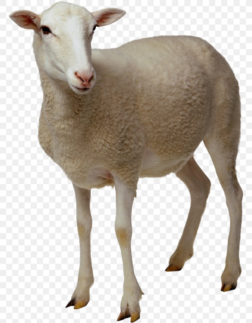 Sheep Goat Clip Art, PNG, 768x1053px, Sheep, Argali, Cow Goat Family, Fauna, Fur Download Free