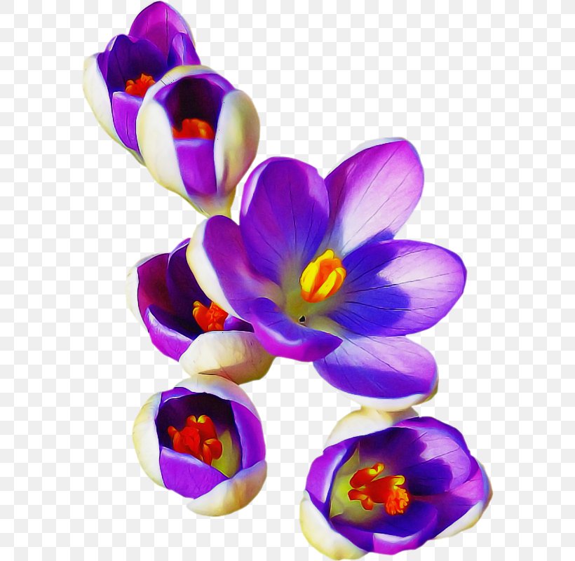 Violet Flower Petal Purple Crocus, PNG, 588x800px, Violet, Crocus, Flower, Flowering Plant, Iris Family Download Free