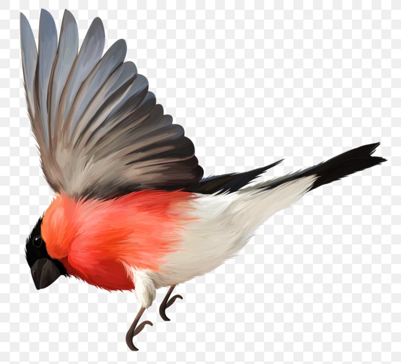 Bird Flight Bird Flight Feather, PNG, 800x745px, Bird, Beak, Bird Flight, Cardinal, Drawing Download Free