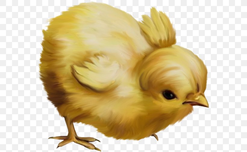 Chicken Easter Kifaranga Clip Art, PNG, 570x506px, Chicken, Beak, Bird, Chickens As Pets, Decoupage Download Free