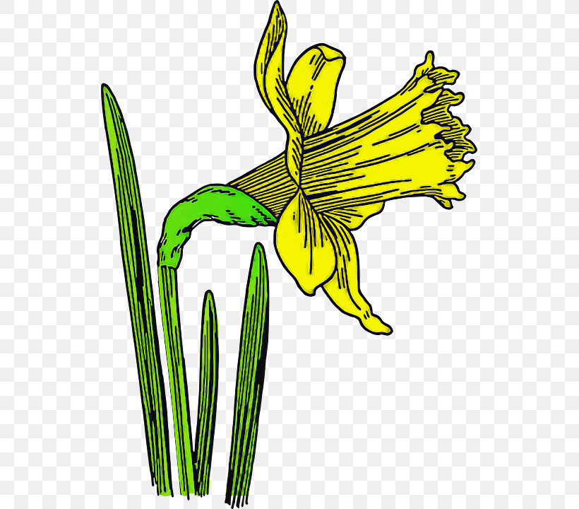 Flower Plant Yellow Narcissus Daylily, PNG, 533x720px, Flower, Amaryllis Family, Daylily, Narcissus, Pedicel Download Free