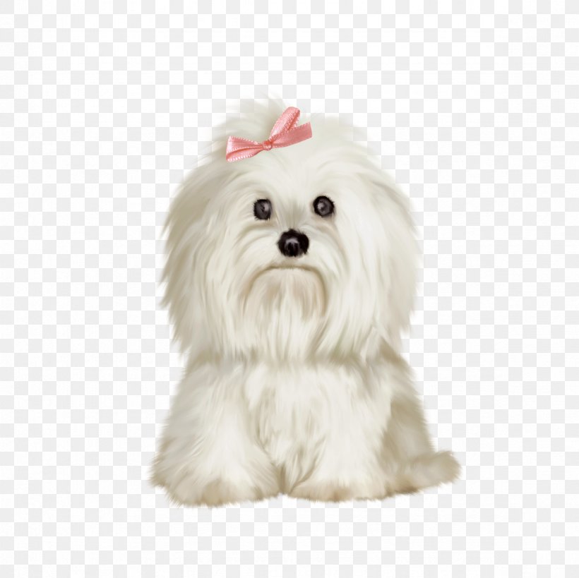 Maltese Dog Shih Tzu Bichon Frise West Highland White Terrier Pekingese, PNG, 2362x2362px, Maltese Dog, Bichon, Bichon Frise, Bolognese, Bolonka Download Free