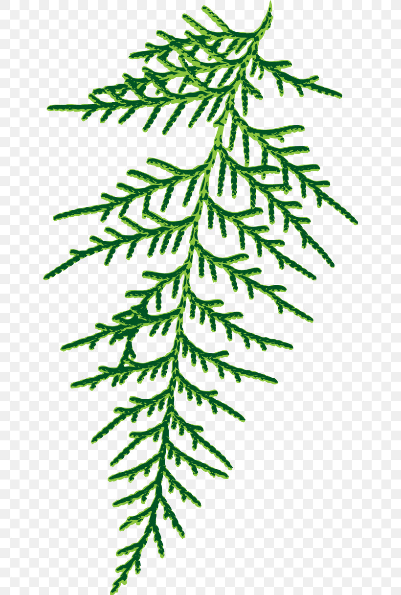 Spruce Plant Stem Leaf Twig Line, PNG, 644x1216px, Spruce, Biology, Leaf, Line, Meter Download Free