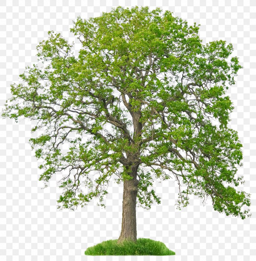 Tree Fraxinus Americana White Oak Bur Oak Arborist, PNG, 1126x1152px, Tree, Arborist, Ash, Branch, Bur Oak Download Free