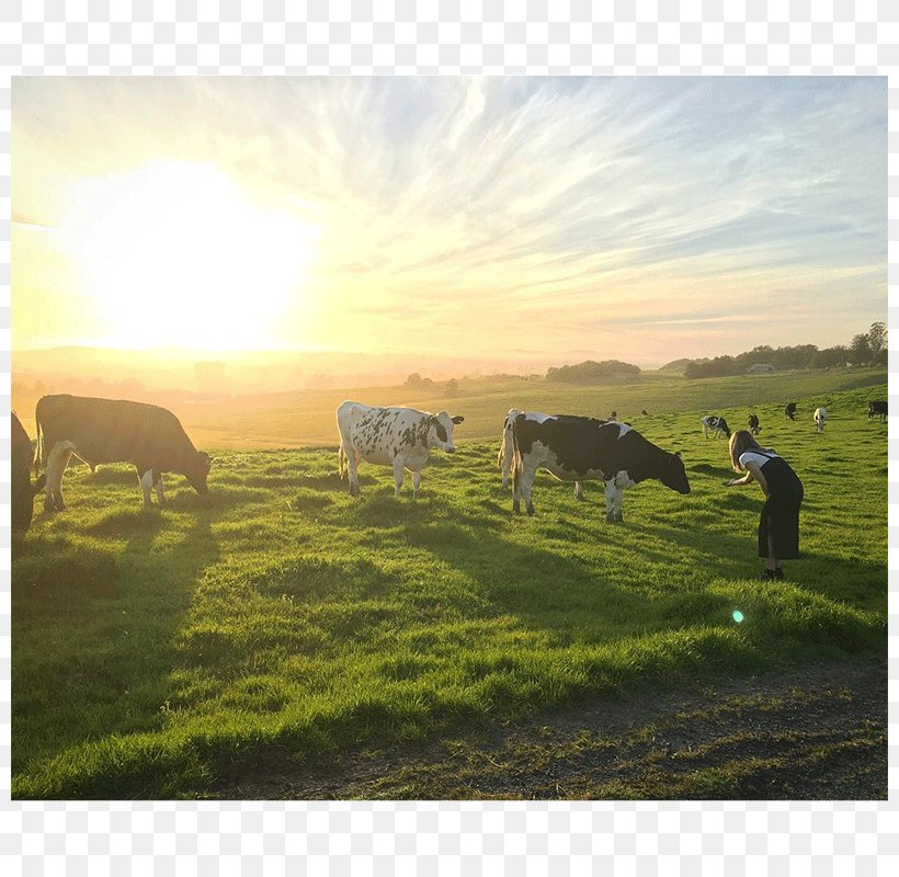 Cattle Ranch Steppe Farm Grassland, PNG, 800x800px, Cattle, Cattle Like Mammal, Ecoregion, Farm, Field Download Free