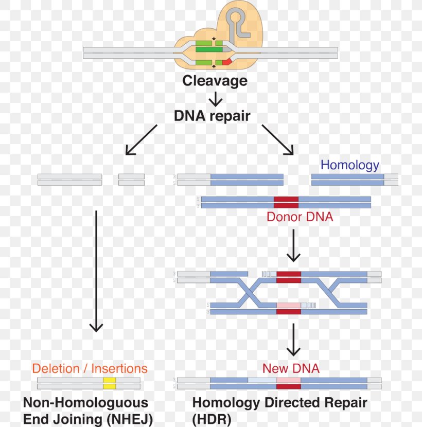 CRISPR Guide RNA Cas9 Genome Editing, PNG, 728x830px, Crispr, Area, Candida Albicans, Cas9, Diagram Download Free