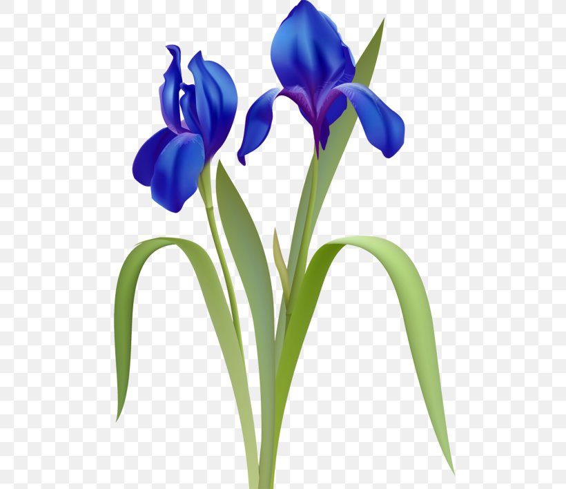 Flower Plant Stem, PNG, 500x708px, Flower, Cut Flowers, Digital Image, Flowering Plant, Iris Download Free