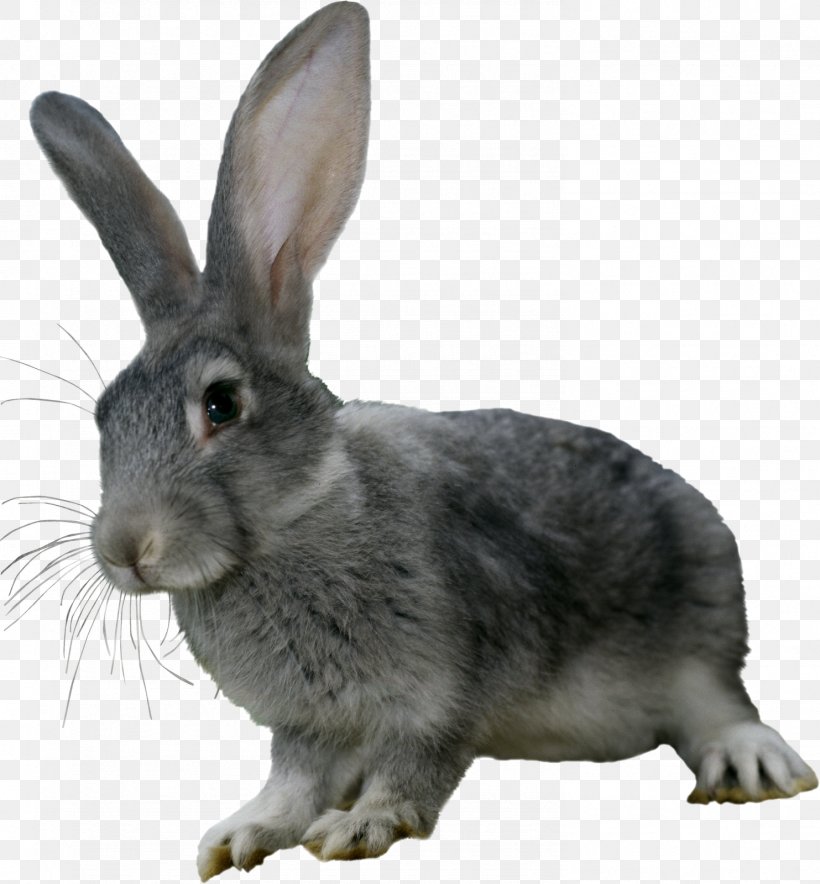 Hare Domestic Rabbit, PNG, 1483x1600px, Hare, Animal, Animation, Domestic Rabbit, Fauna Download Free