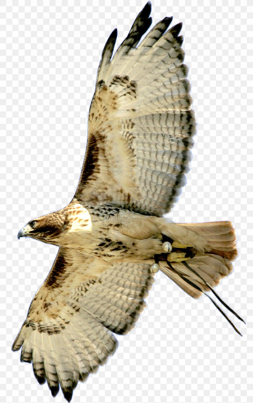 Hawk Bird Buzzard Eagle Owl, PNG, 1175x1866px, Hawk, Accipitriformes, Beak, Bird, Bird Of Prey Download Free