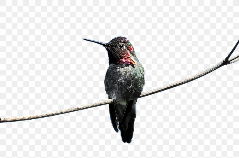 Bird, PNG, 1920x1274px, Bird, Beak, Hummingbird, Rubythroated Hummingbird, Rufous Hummingbird Download Free