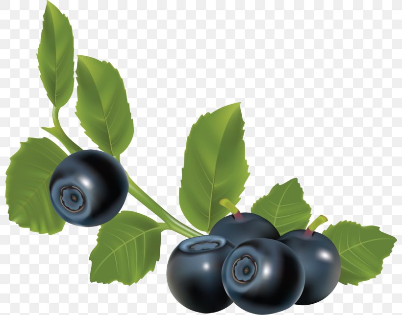Blueberry Clip Art, PNG, 800x644px, Blueberry, Aristotelia Chilensis, Berry, Bilberry, Blackberry Download Free