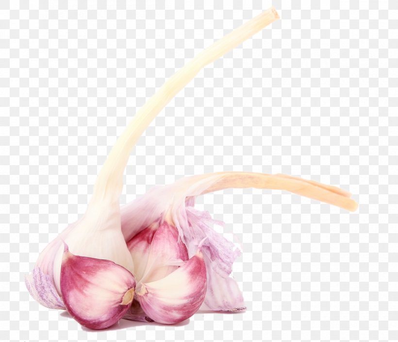 Garlic Onion Vinaigrette Clove Cooking, PNG, 1200x1031px, Garlic, Allium, Bulb, Clove, Cooking Download Free