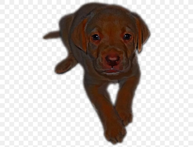 Labrador Retriever Puppy Dog Breed Companion Dog Dog Collar, PNG, 476x627px, Labrador Retriever, Breed, Carnivoran, Collar, Companion Dog Download Free