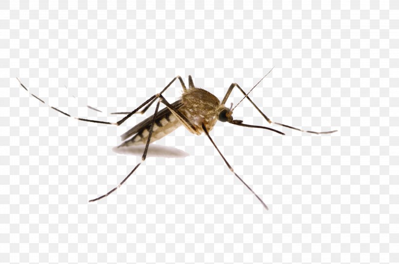 Mosquito-borne Disease West Nile Fever Mosquito Control West Nile Virus, PNG, 3000x1989px, Mosquito, Arthropod, Chikungunya Virus Infection, Cricket, Dengue Download Free