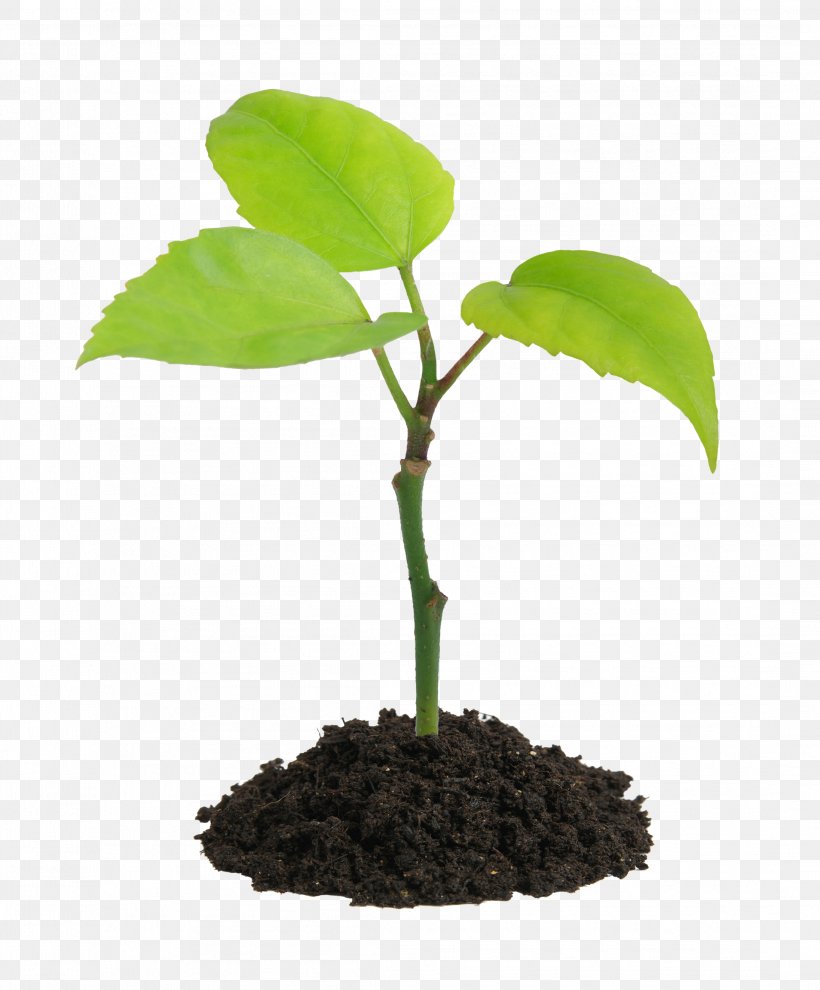 Plant Stock Photography Soil Seedling, PNG, 2192x2648px, Plant, Flowerpot, Fruit Tree, Houseplant, Hydroponics Download Free