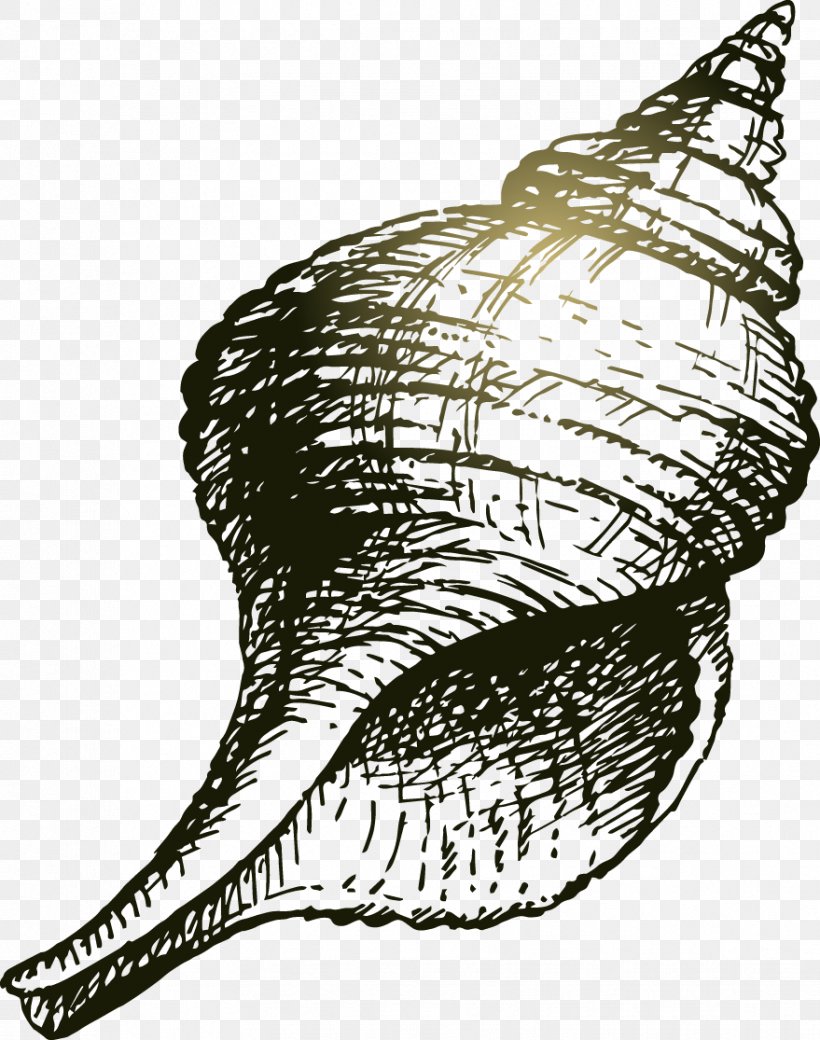 Seashell Drawing Sea Snail, PNG, 879x1115px, Seashell, Art, Black And White, Cartoon, Conch Download Free