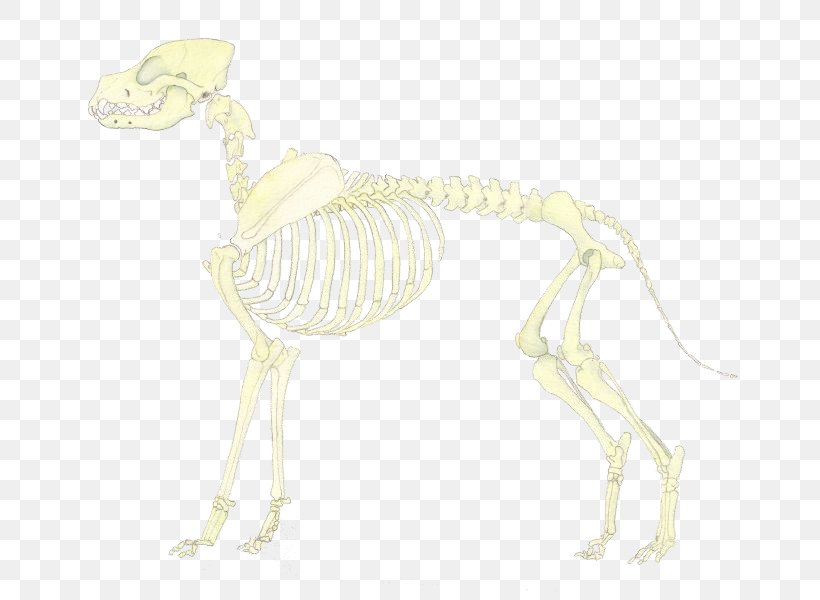 Carnivora Joint Skeleton Tail Animal, PNG, 692x600px, Carnivora, Animal, Animal Figure, Carnivoran, Fauna Download Free