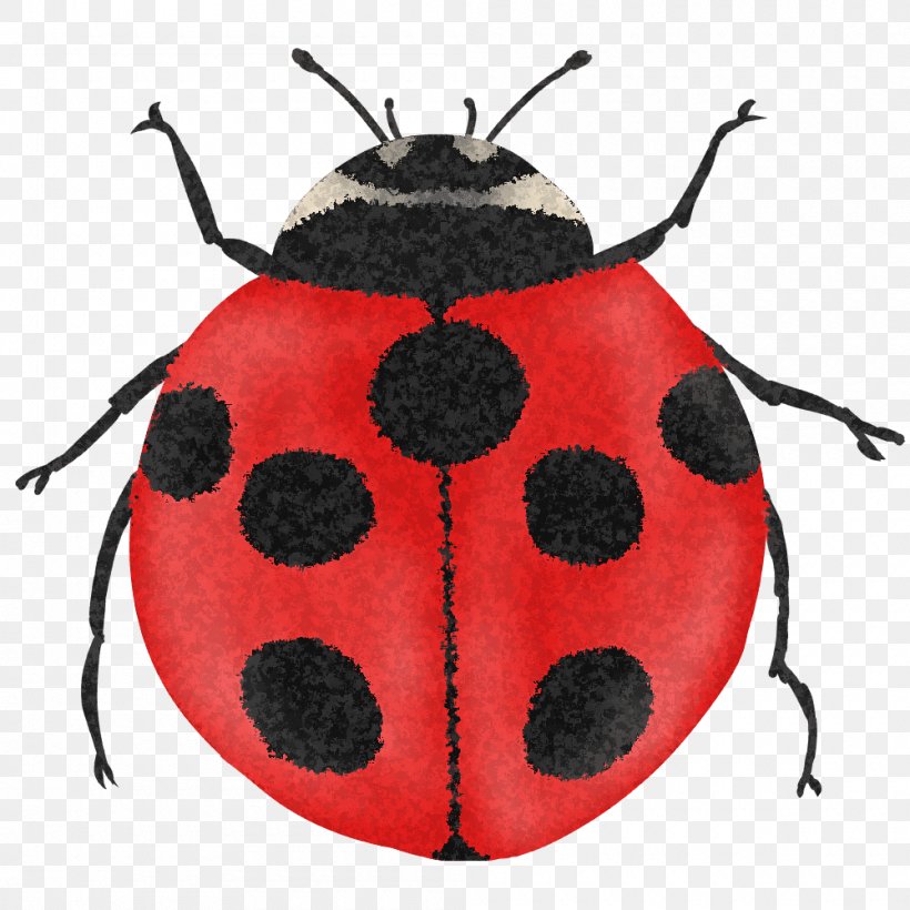 Ladybird Beetle Illustration Image Ant, PNG, 1000x1000px, Ladybird Beetle, Ant, Arthropod, Beetle, Book Illustration Download Free