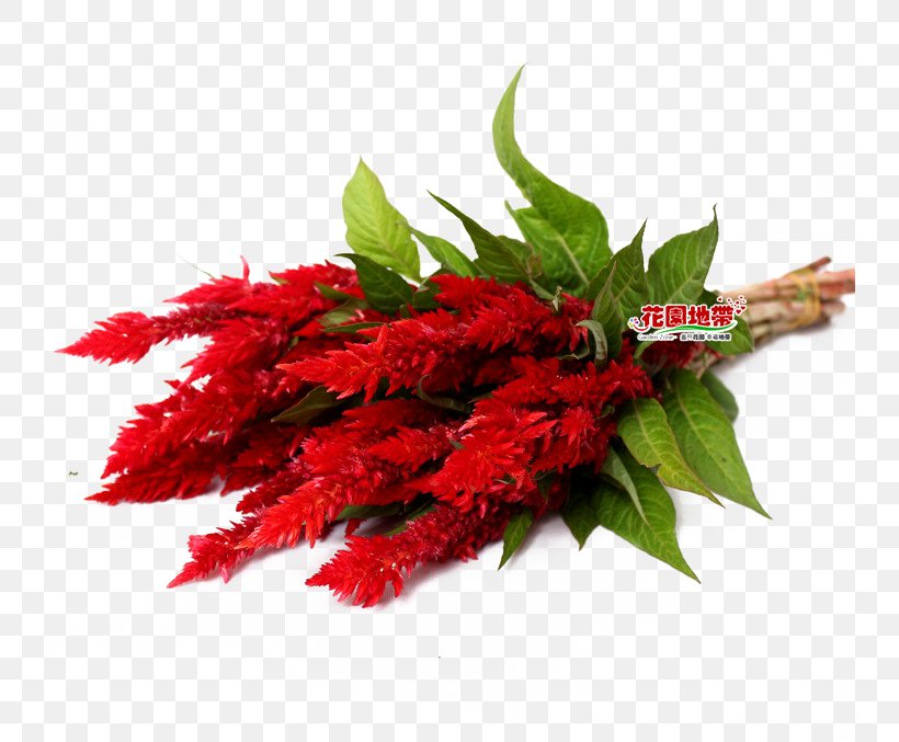 Red Plant Euclidean Vector, PNG, 740x677px, Red, Cut Flowers, Flower, Flower Bouquet, Gratis Download Free