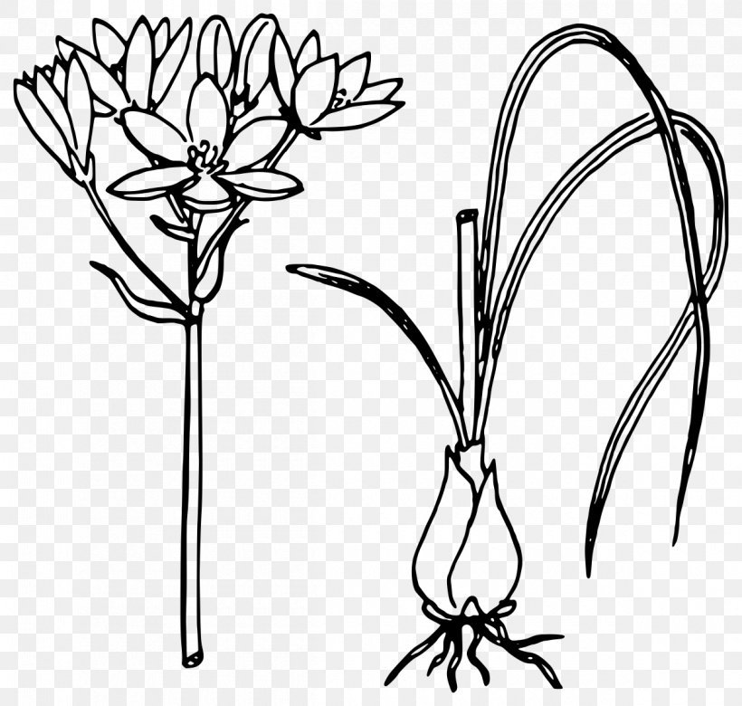 Scallion Clip Art, PNG, 1200x1142px, Scallion, Artwork, Black And White, Branch, Drawing Download Free