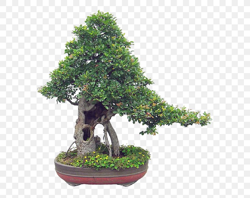 Chinese Sweet Plum Flowerpot Tree Sageretia, PNG, 650x650px, Chinese Sweet Plum, Bonsai, Evergreen, Flowerpot, Houseplant Download Free