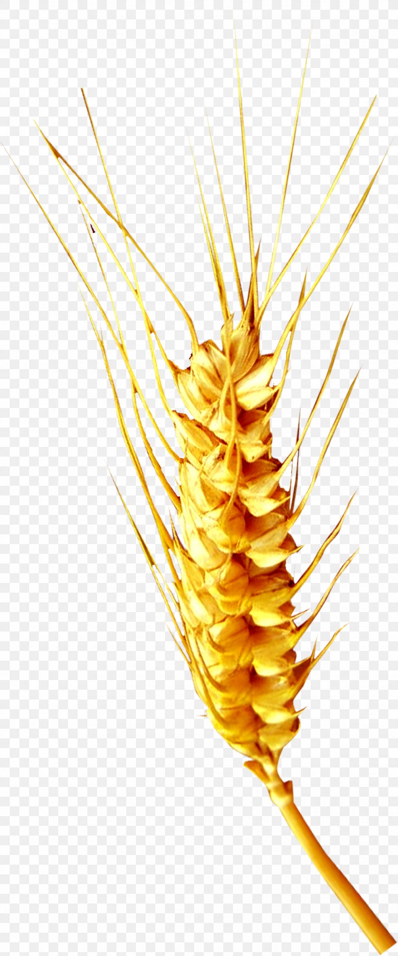 Wheat, PNG, 1027x2465px, Wheat, Cereal, Color, Commodity, Flowering Plant Download Free