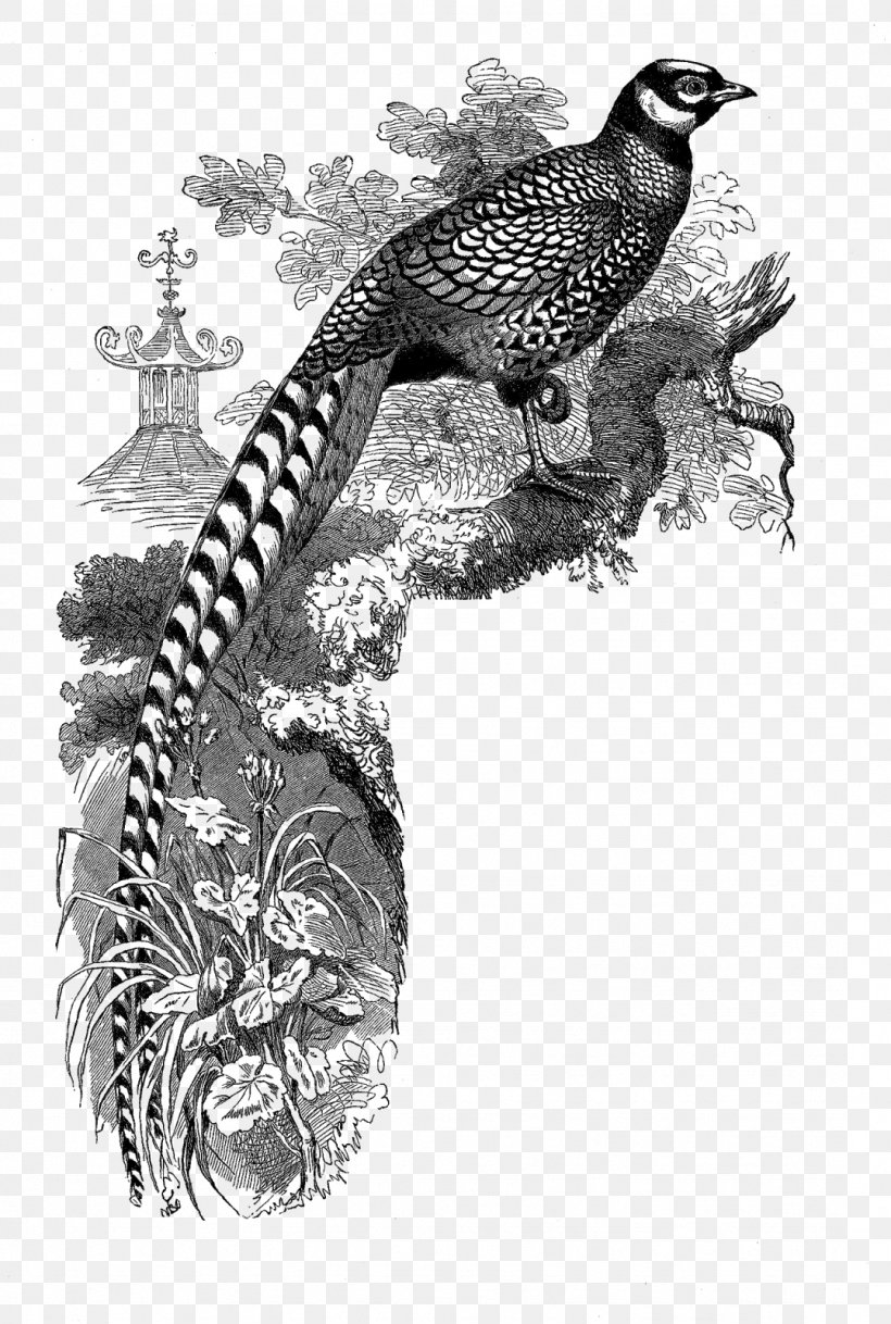 Grazing On Stars: Selected Poems Galliformes Bird Drawing Visual Arts, PNG, 1077x1600px, Galliformes, Art, Beak, Bird, Bird Of Prey Download Free